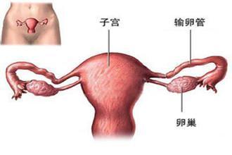 输卵管切除后做泰国第三代试管婴儿成功率