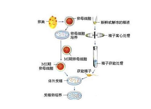 泰国第三代试管婴儿初步费用评估