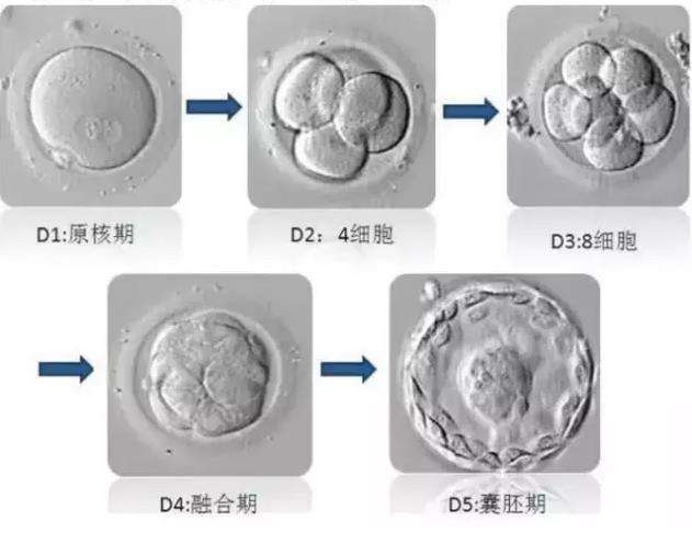 泰国试管婴儿囊胚移植成功率高